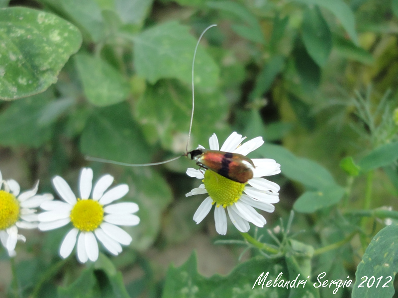 Adelidae - Nemophora fasciella ?